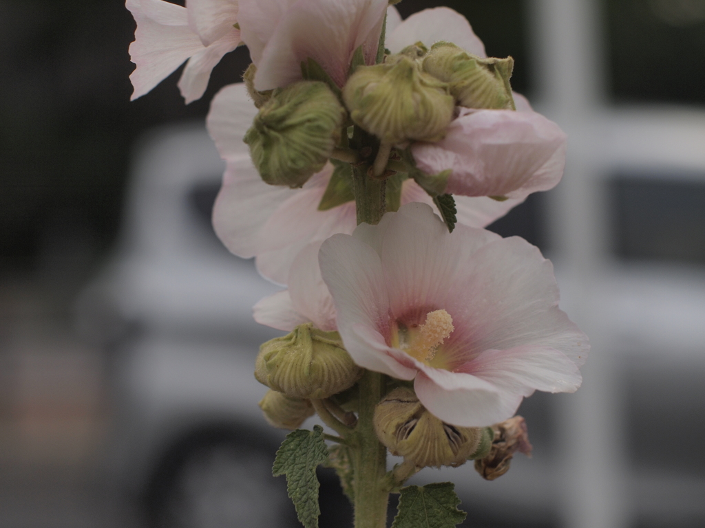 会社近くの華　その１