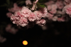 深夜の八重桜