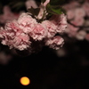 深夜の八重桜