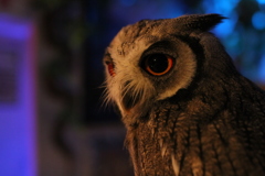 ミミズクの一種