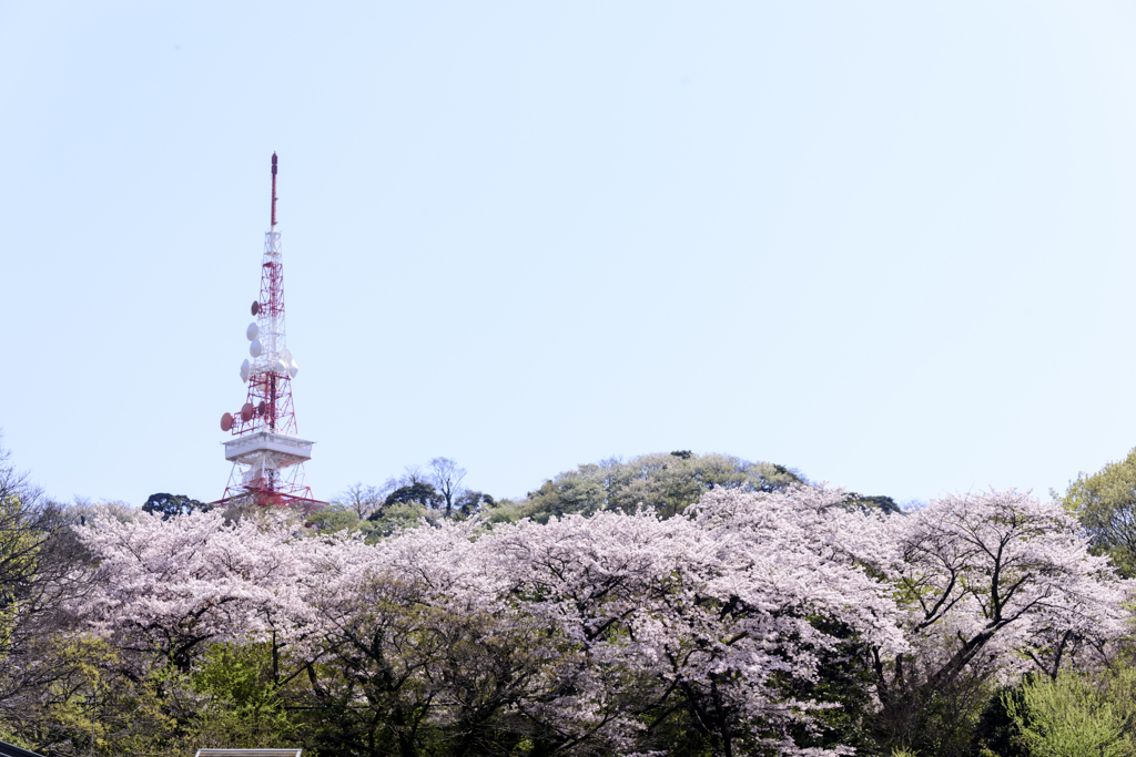 桜と鉄塔1