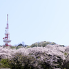 桜と鉄塔1