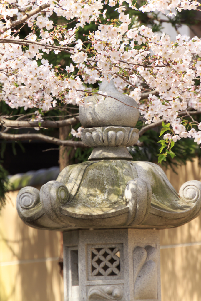 石灯籠と桜