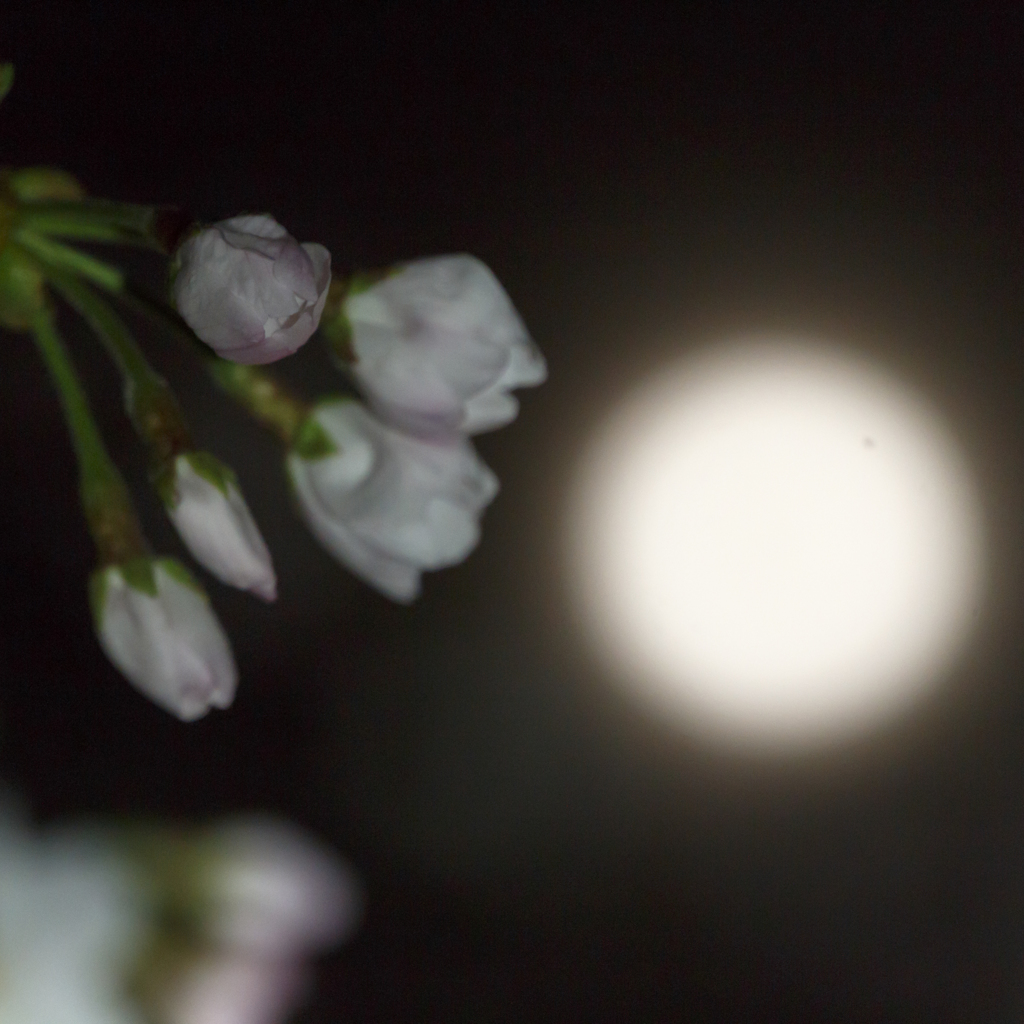 月夜桜
