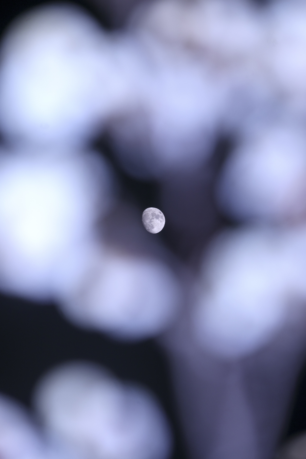 梅月