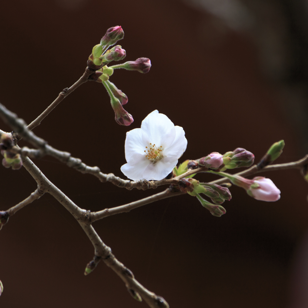 桜