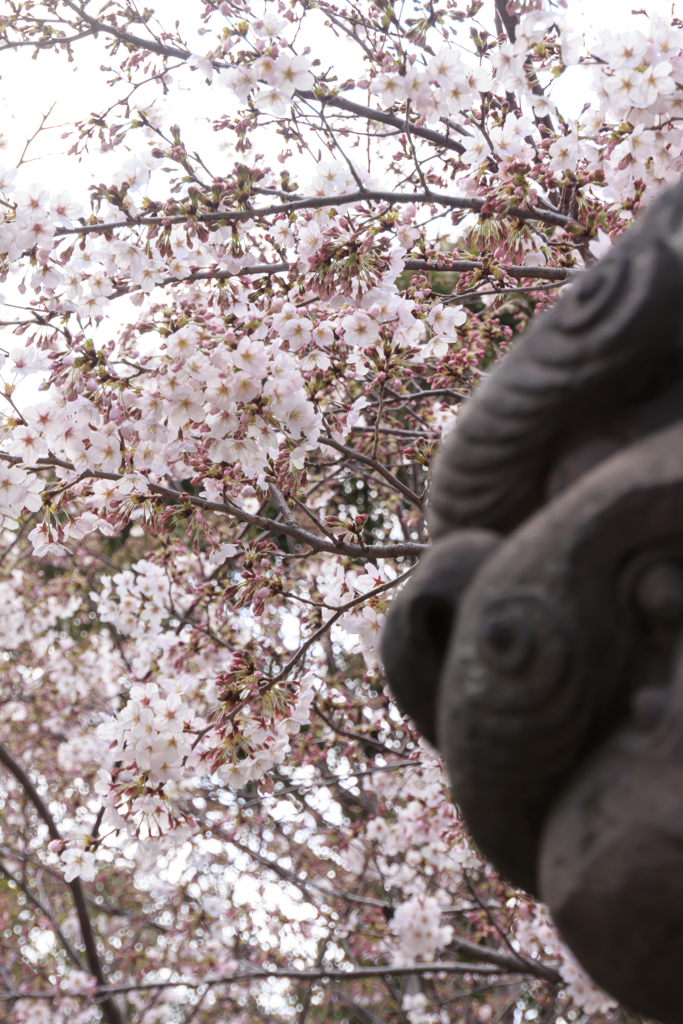 狛犬と桜