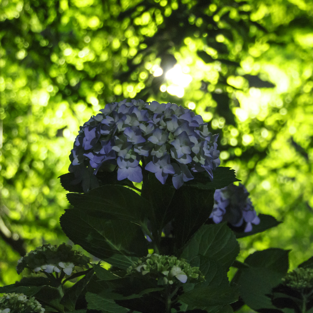 夜紫陽花