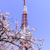 桜と鉄塔3