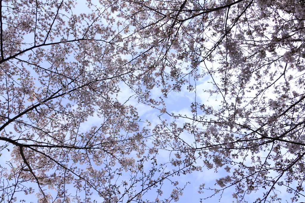 青空と桜