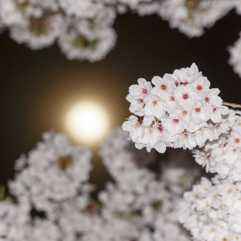 月夜桜