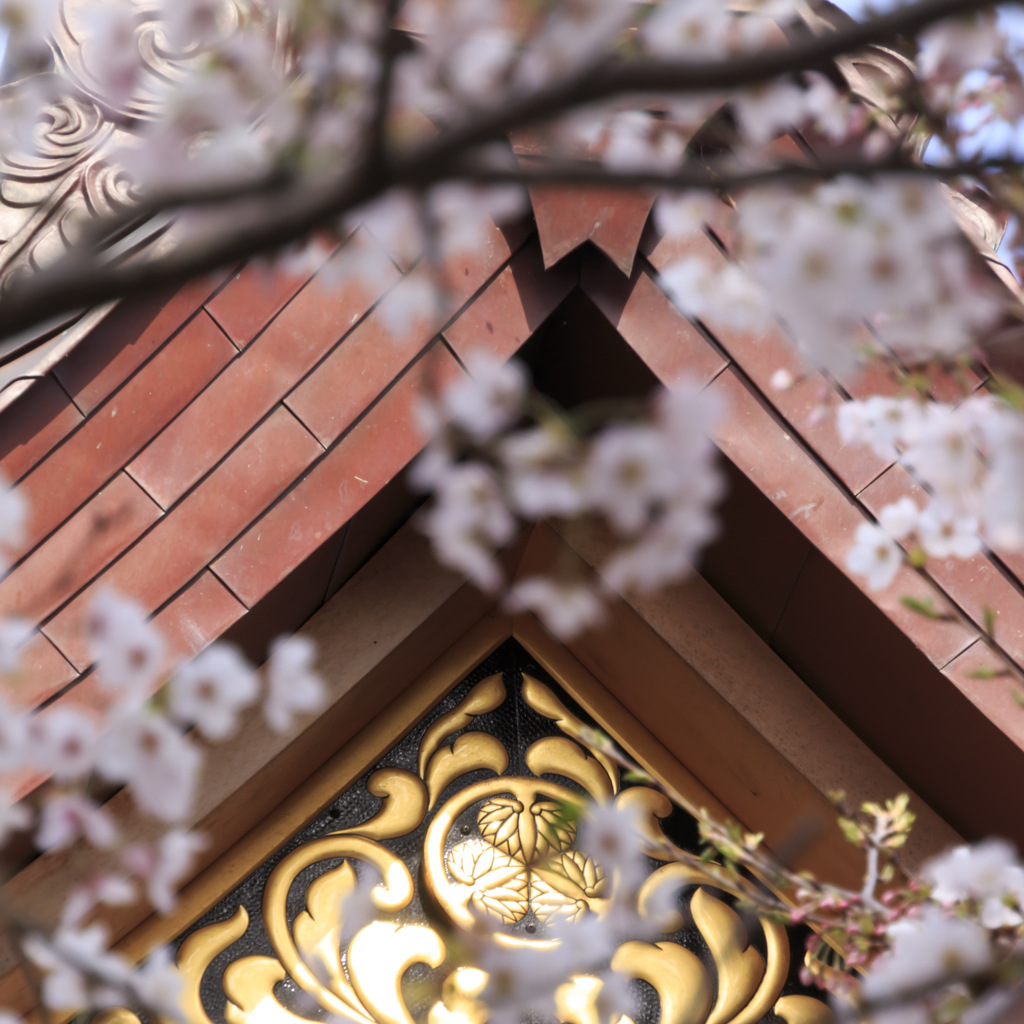 三つ葉葵と桜