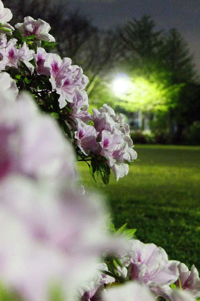 夜躑躅２