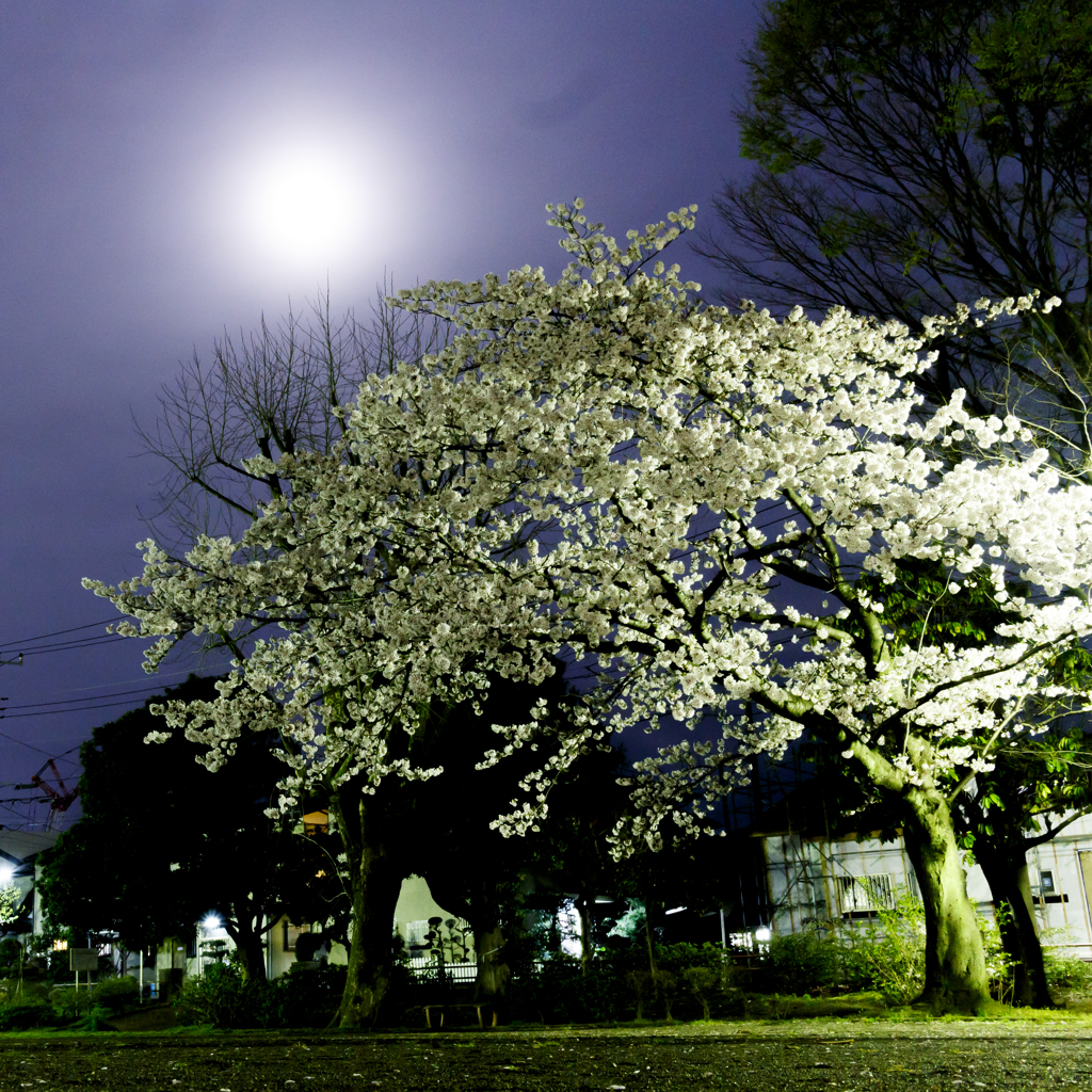 月夜桜