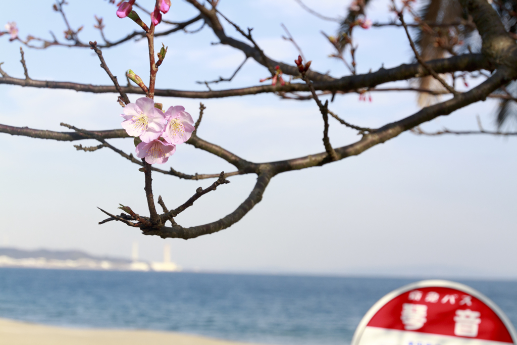 桜とバス停