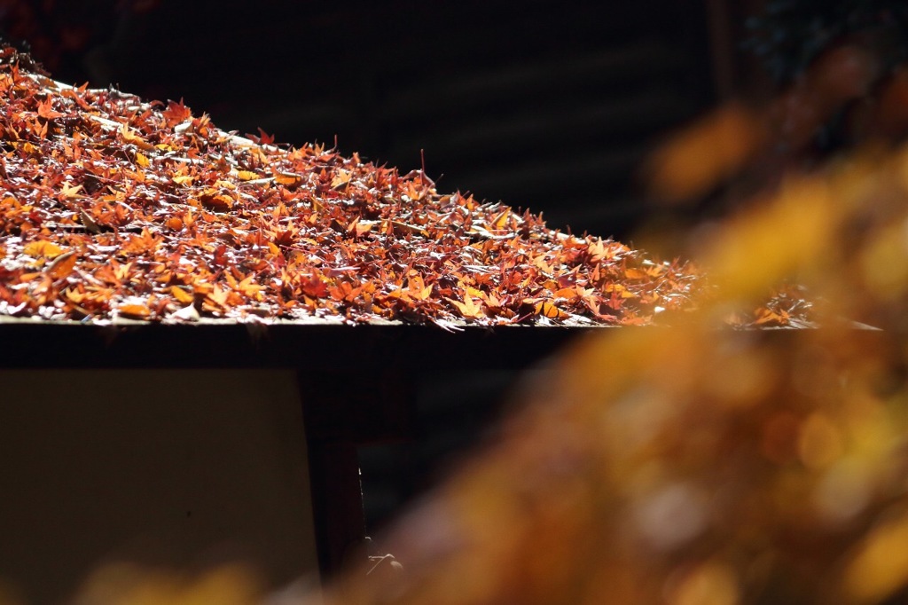 平林寺の紅葉