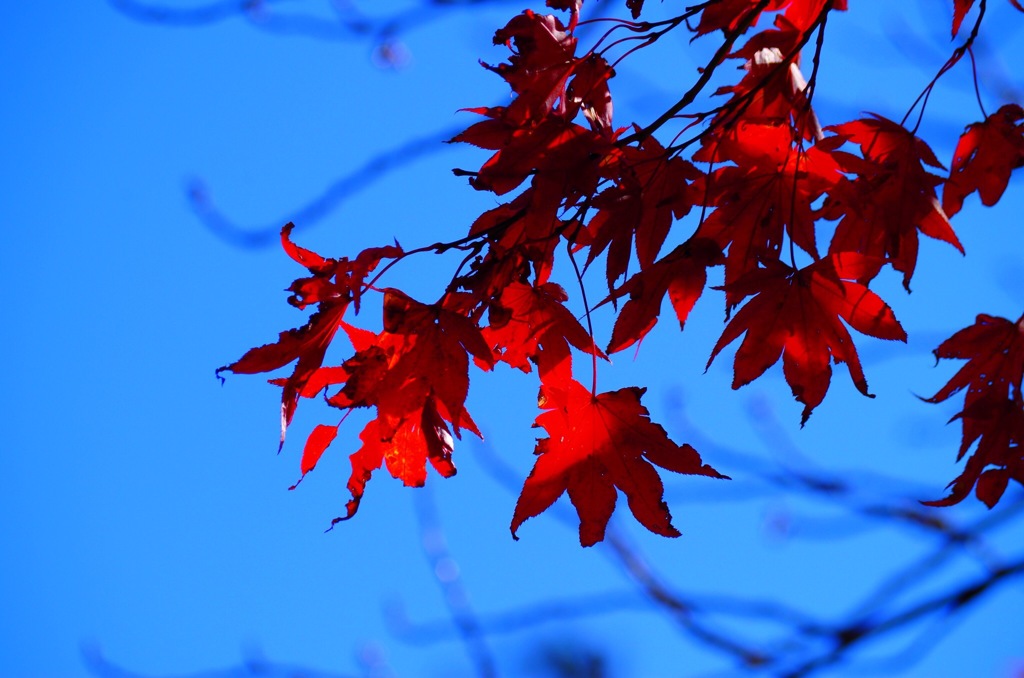 紅葉