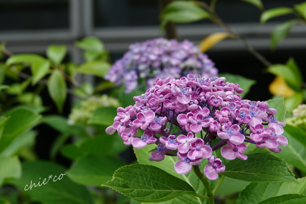 おたふく紫陽花。。