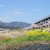 春めき桜-150