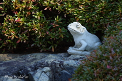 明月院-227