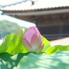 鎌倉-110