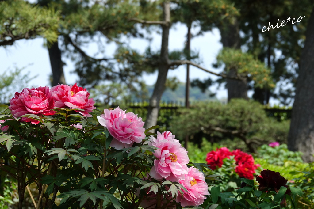 龍華寺 伊藤博文別邸-194