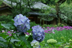 東慶寺-272