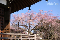 しだれ桜が彩る・・鎌倉本覚寺 2