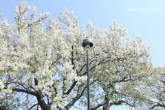 横浜＊桜さんぽ-251