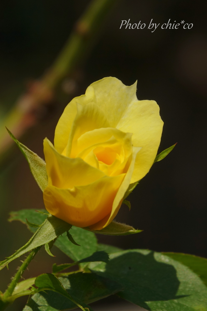 イタリア山庭園-298