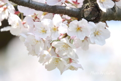 横浜＊桜さんぽ-240