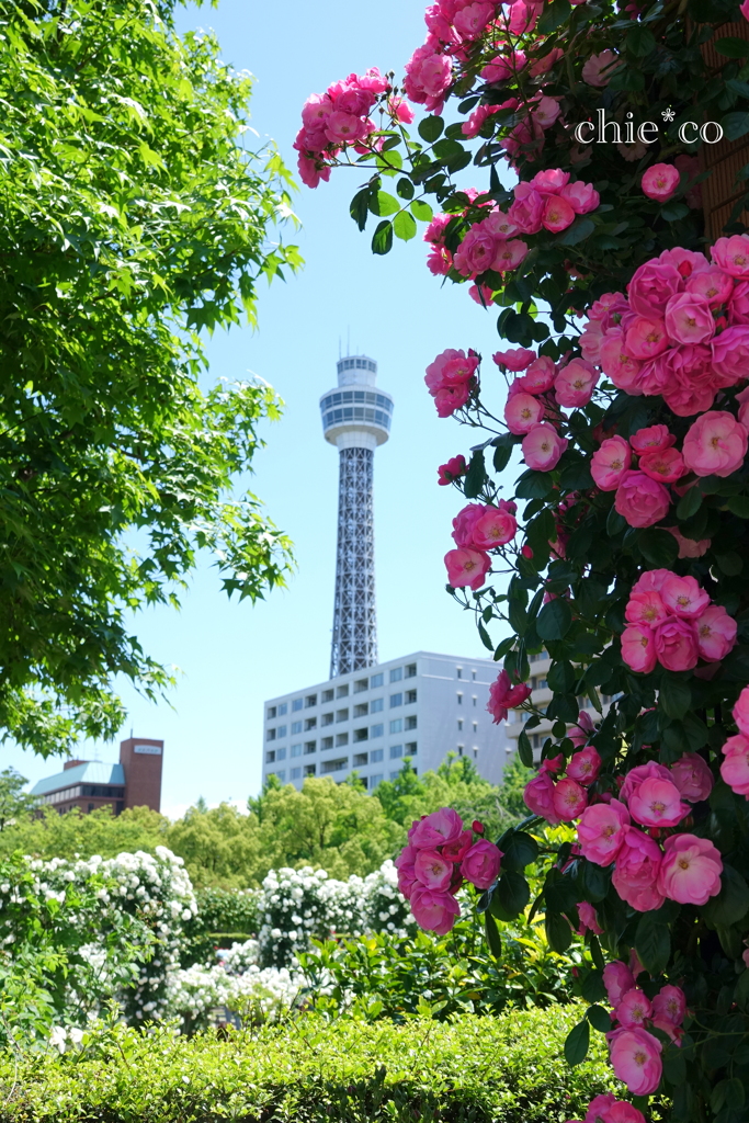 山下公園-013