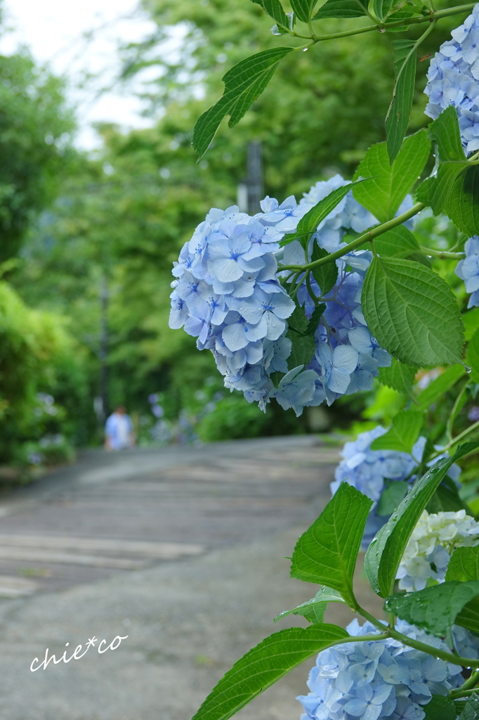 浄妙寺-220