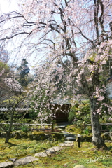鎌倉-451