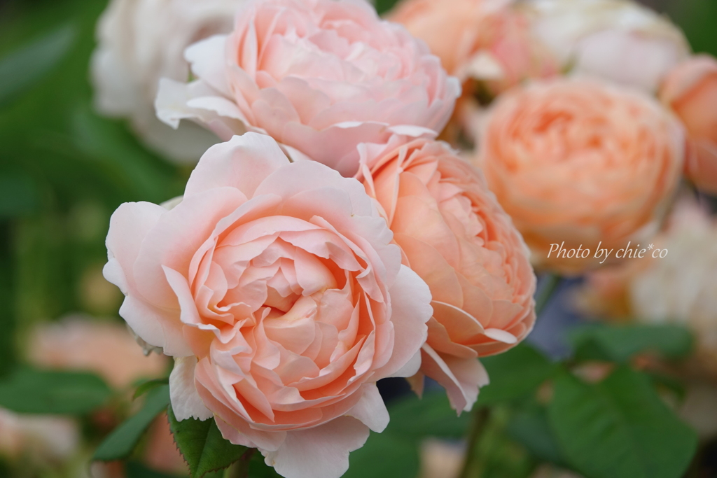 山下公園の薔薇たち・・-082