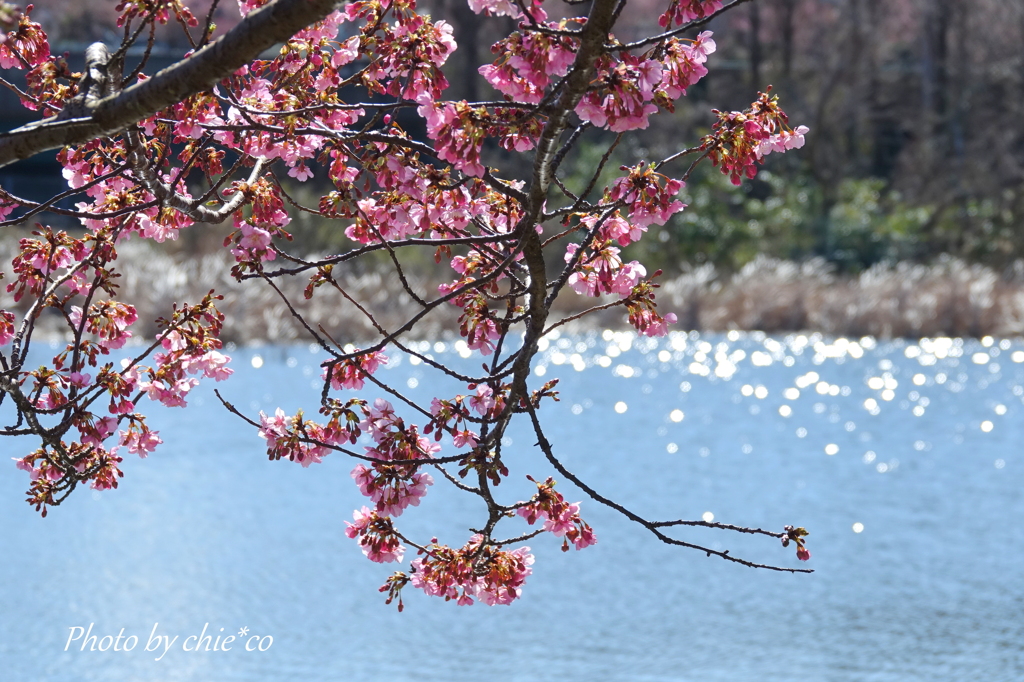三浦海岸の河津桜-130