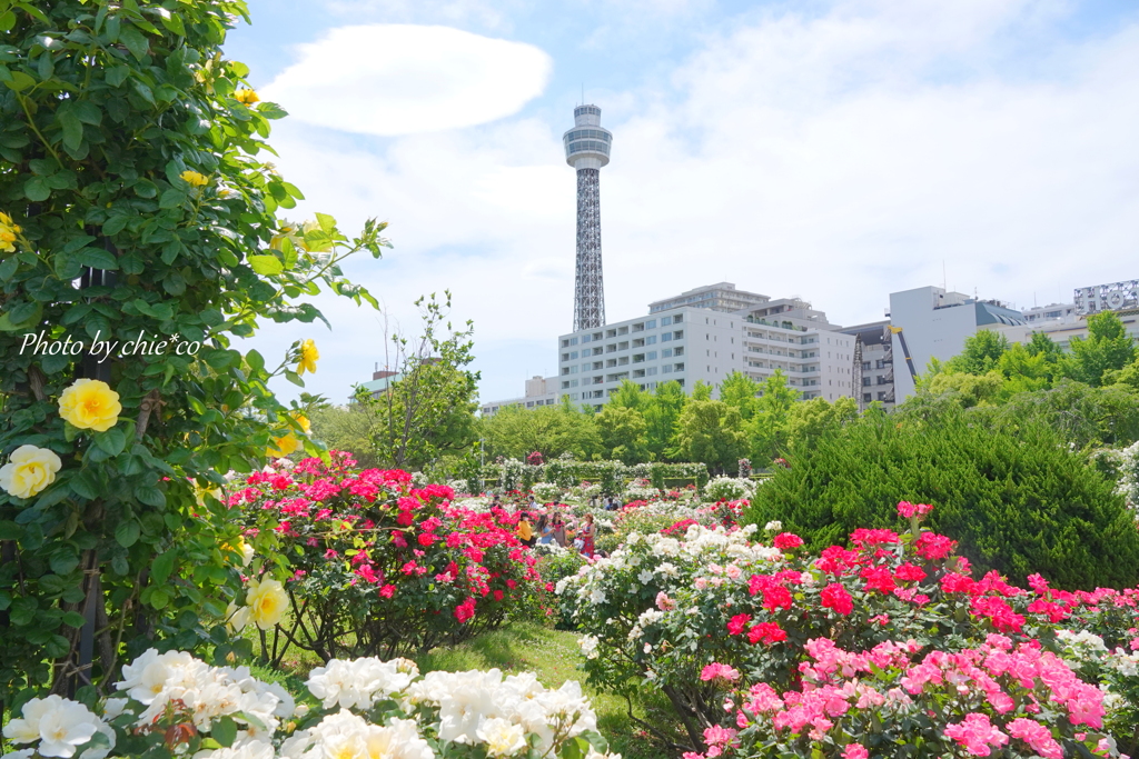 薔薇の咲く山下公園-170