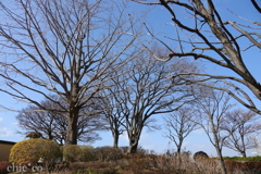 山手イタリア山庭園-134