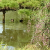 三渓園-334