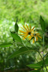 菊いもの花。。