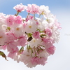鎌倉～桜の季節-259