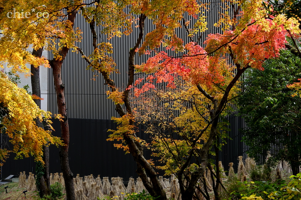 岡田美術館庭園-068