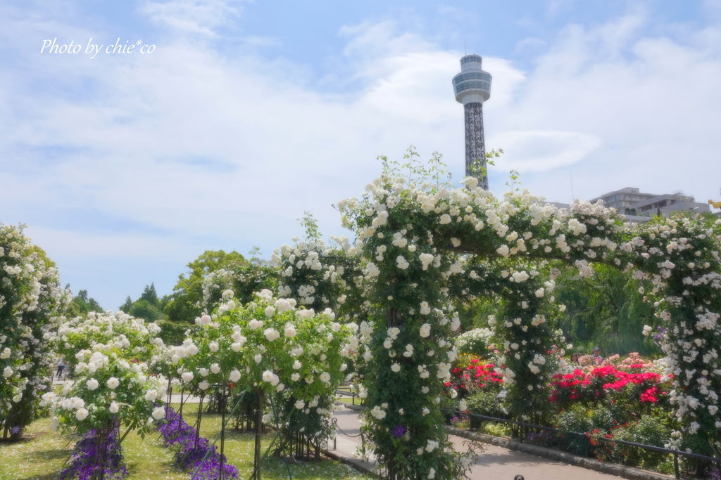 薔薇の咲く山下公園-161