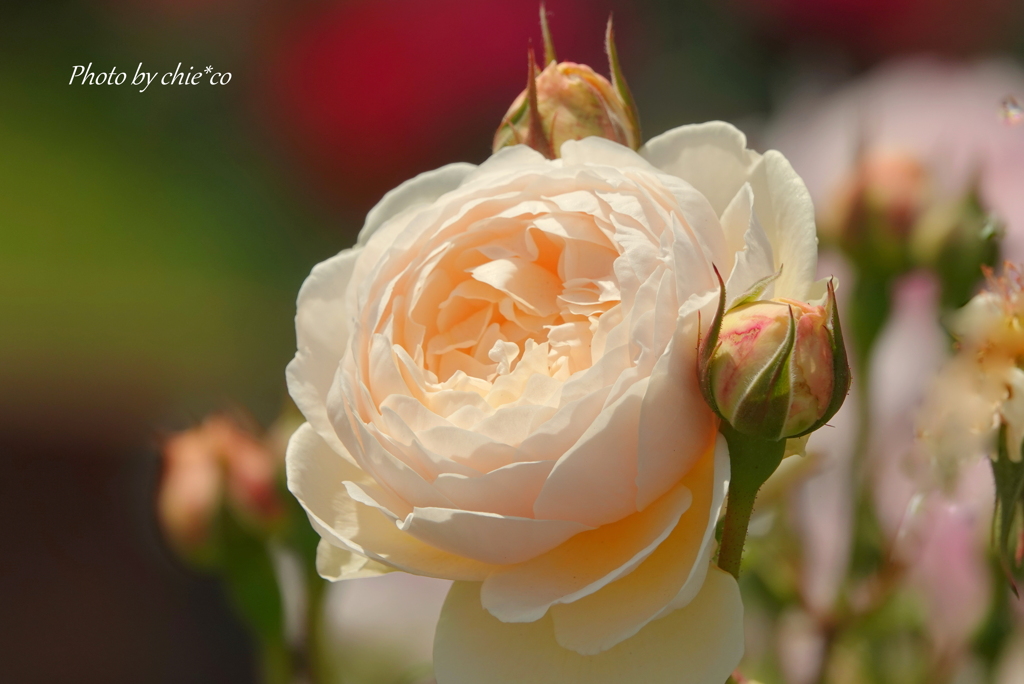 薔薇の咲く山下公園-190