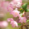 鎌倉～桜の季節-260