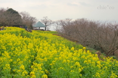 吾妻山公園-204