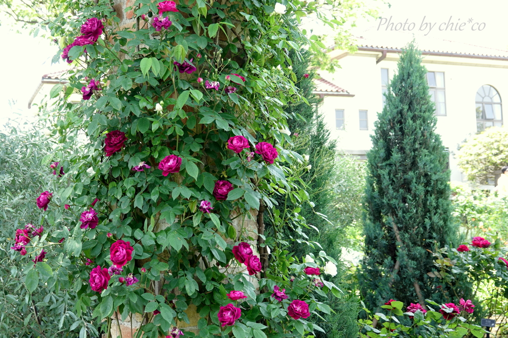 横浜 Rose Week-302