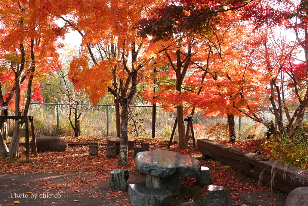 紅葉の河口湖畔-009