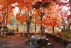 紅葉の河口湖畔-009