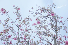 横浜山手-222